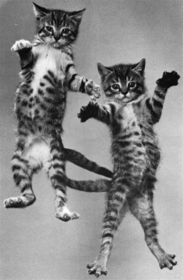 Get Ready for Funny Animals #448 (21 photos)