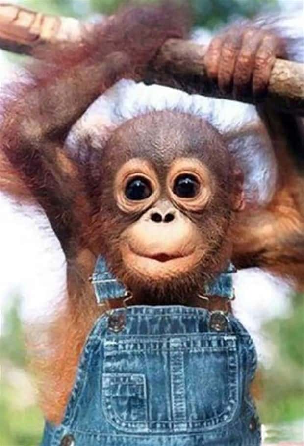 Get Ready for Funny Animals #445 (18 photos)