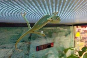 Get Ready for Funny Animals #444 (20 photos)