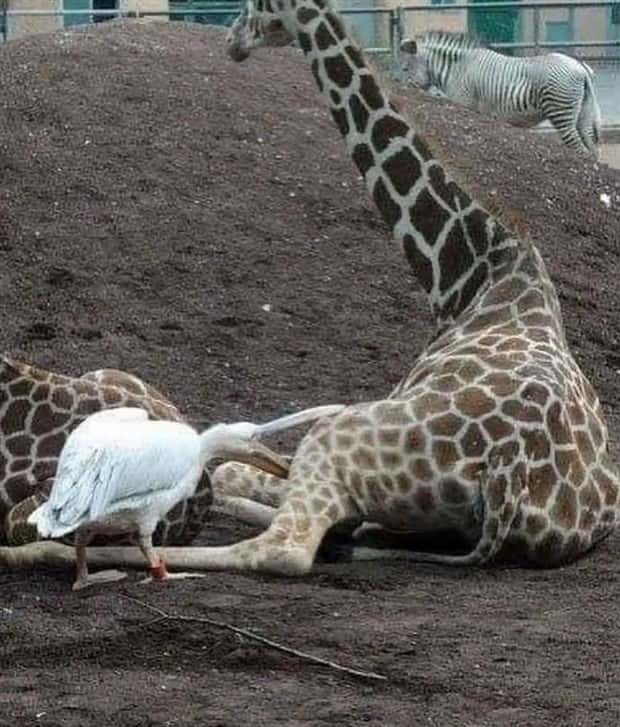 Klyker Picdump #2025 (45 photos)