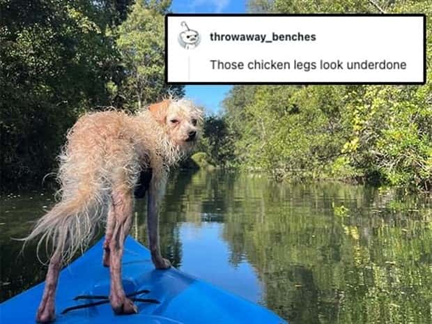Its Pets Turn to Get Roasted Online (20 photos)
