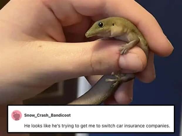 Its Pets Turn to Get Roasted Online (20 photos)