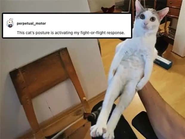 Its Pets Turn to Get Roasted Online (20 photos)