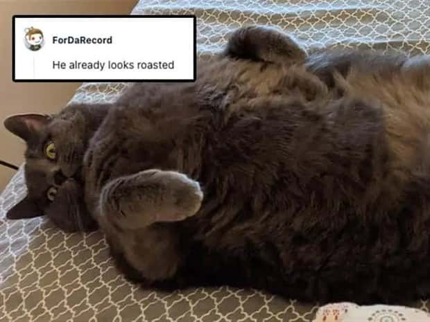 Its Pets Turn to Get Roasted Online (20 photos)