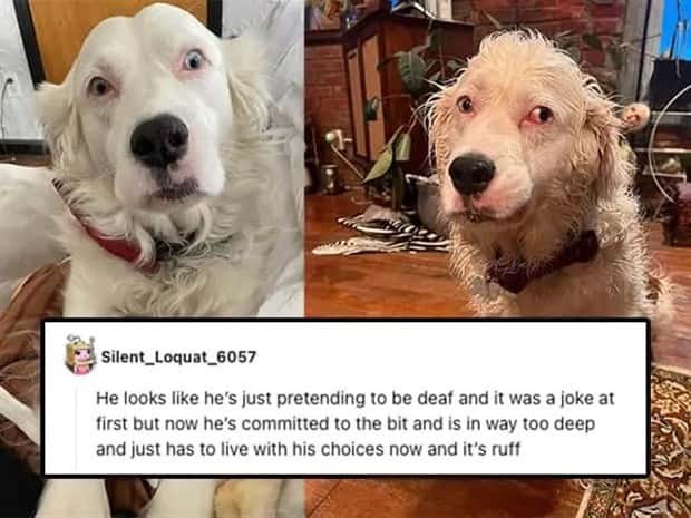 Its Pets Turn to Get Roasted Online (20 photos)