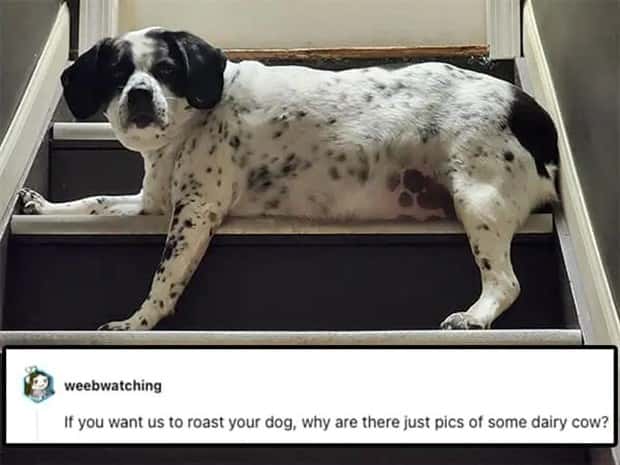 Its Pets Turn to Get Roasted Online (20 photos)