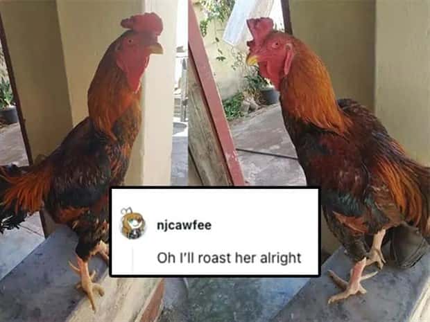 Its Pets Turn to Get Roasted Online (20 photos)