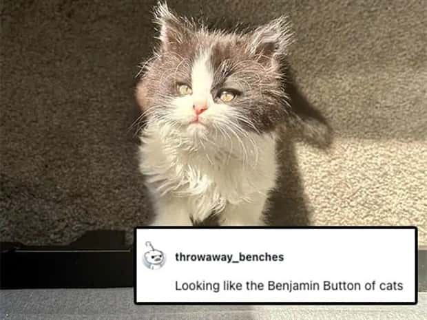 Its Pets Turn to Get Roasted Online (20 photos)