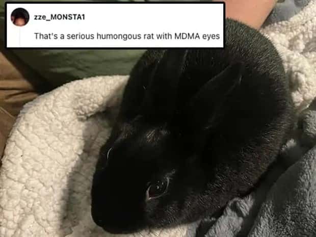 Its Pets Turn to Get Roasted Online (20 photos)