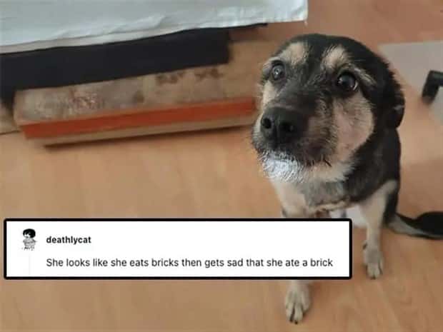 Its Pets Turn to Get Roasted Online (20 photos)