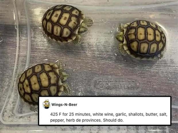 Its Pets Turn to Get Roasted Online (20 photos)