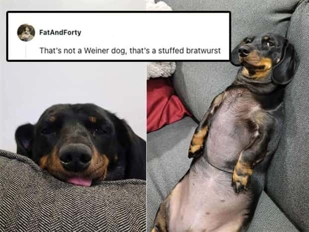 Its Pets Turn to Get Roasted Online (20 photos)