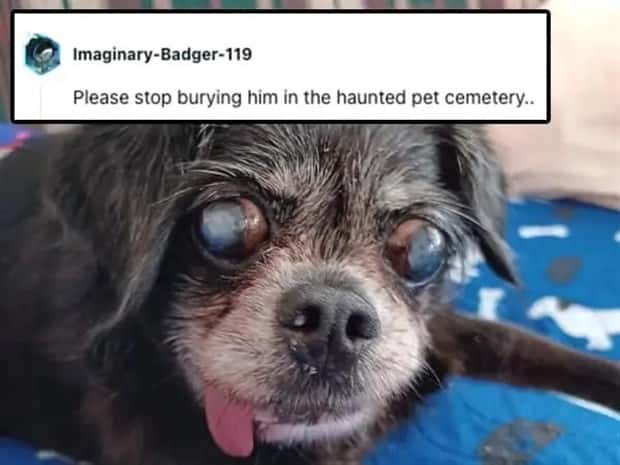 Its Pets Turn to Get Roasted Online (20 photos)