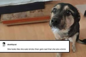It’s Pets’ Turn to Get Roasted Online (20 photos)