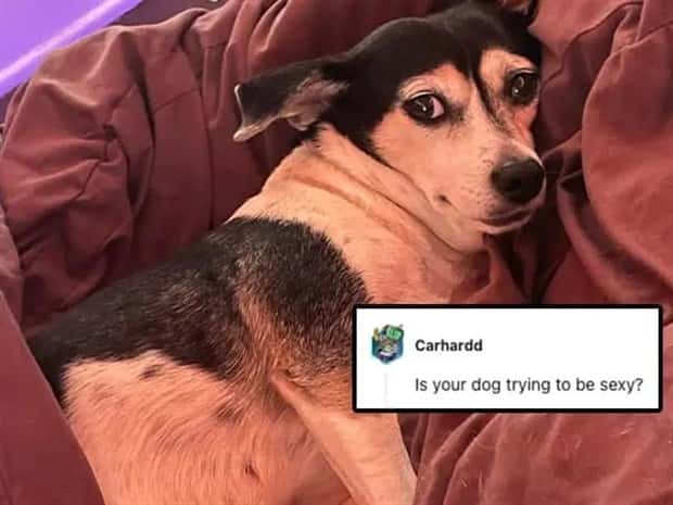 Its Pets Turn to Get Roasted Online (20 photos)