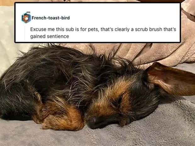 Its Pets Turn to Get Roasted Online (20 photos)