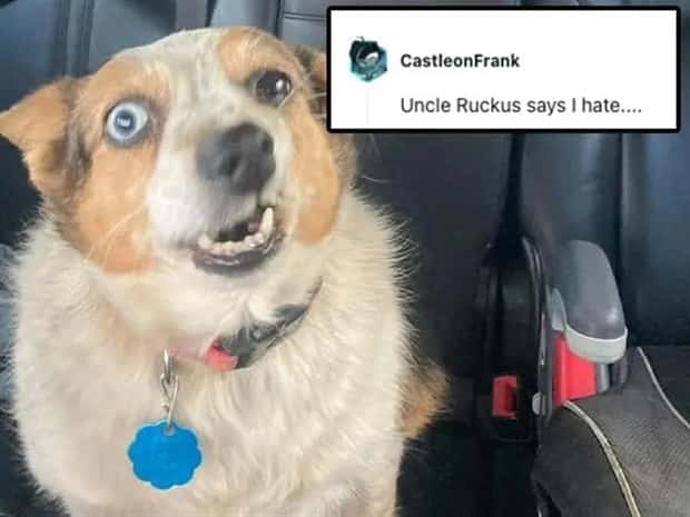 Its Pets Turn to Get Roasted Online (20 photos)
