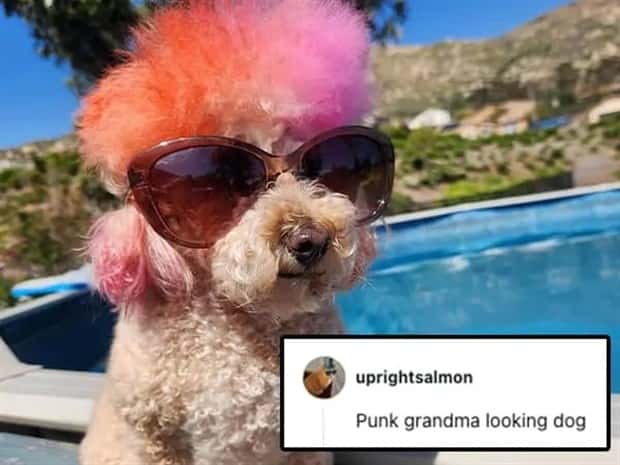 Its Pets Turn to Get Roasted Online (20 photos)