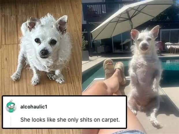 Its Pets Turn to Get Roasted Online (20 photos)