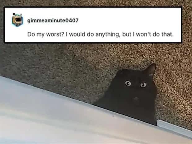 Its Pets Turn to Get Roasted Online (20 photos)
