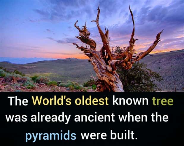 Cool and Interesting Facts #492 (21 photos)