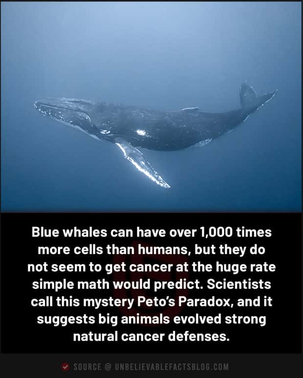 random facts 14 1 Cool and Interesting Facts #490 (19 photos)