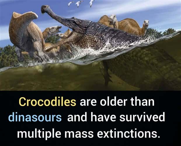 Cool and Interesting Facts #492 (21 photos)
