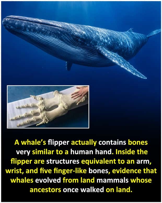 random facts 15 1 Cool and Interesting Facts #490 (19 photos)