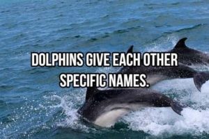 Cool and Interesting Facts #490 (19 photos)