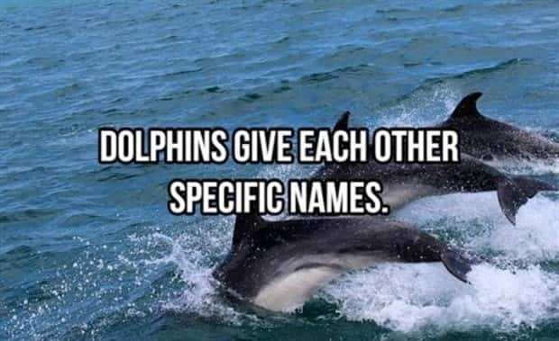 random facts 19 1 Cool and Interesting Facts #490 (19 photos)