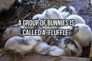 Cool and Interesting Facts #489 (22 photos)