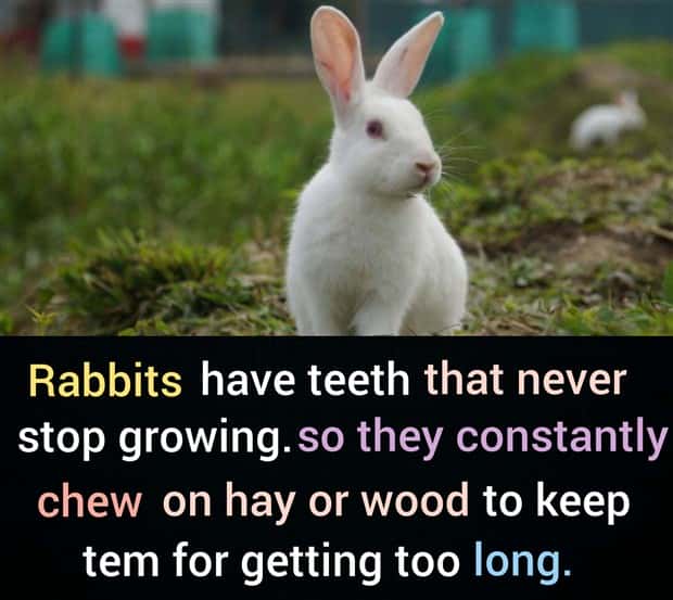 random facts 7 1 Cool and Interesting Facts #490 (19 photos)