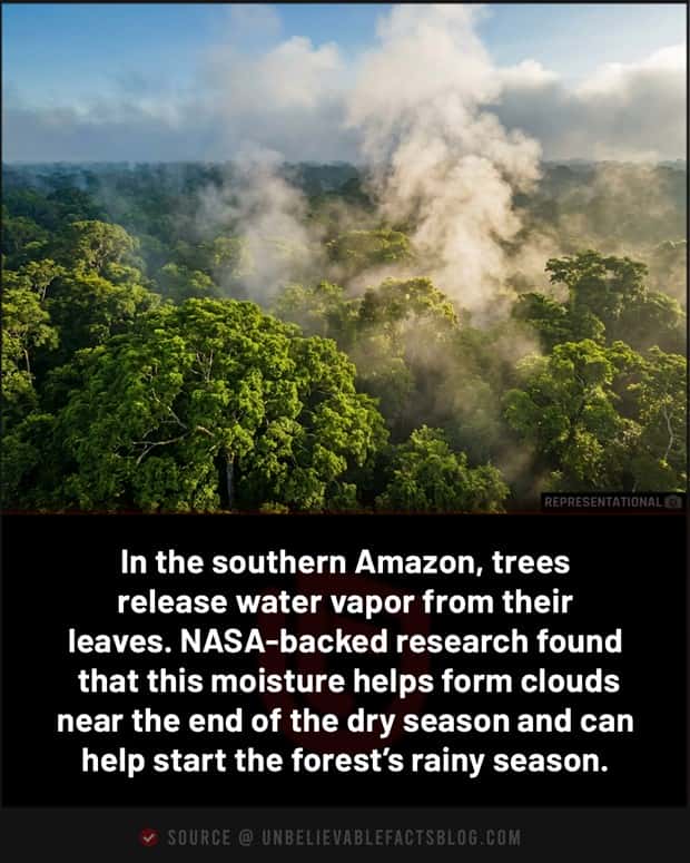 random fun facts 13 Cool and Interesting Facts #491 (20 photos)