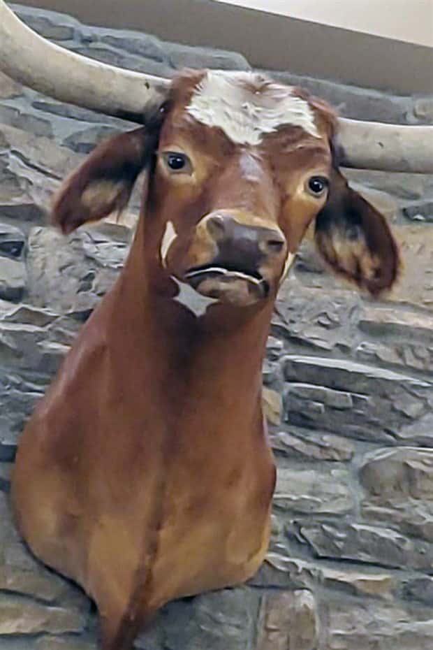 Terrible Taxidermy Fails You Have To See (19 photos)