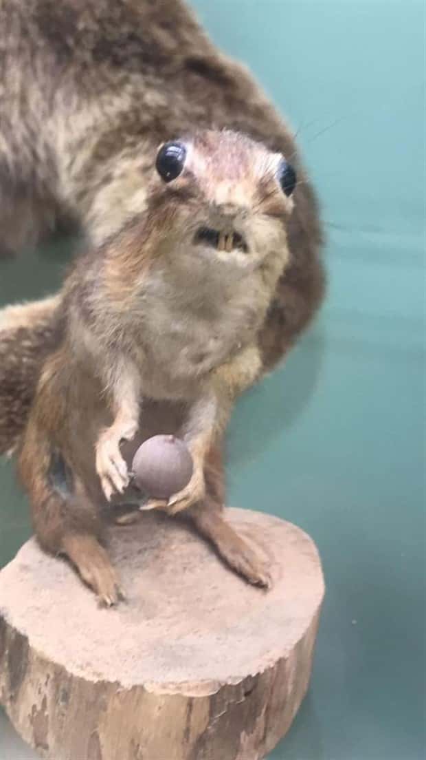 Terrible Taxidermy Fails You Have To See (19 photos)