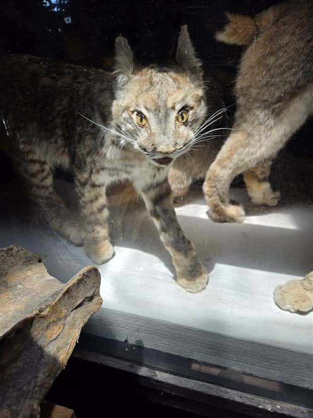 Terrible Taxidermy Fails You Have To See (19 photos)