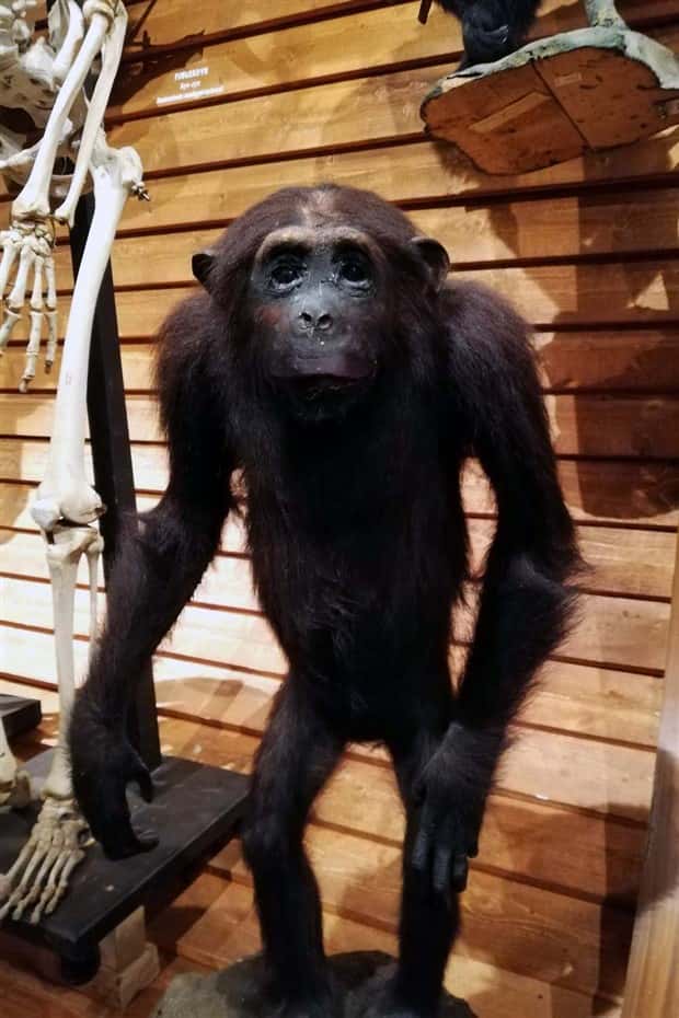 Terrible Taxidermy Fails You Have To See (19 photos)
