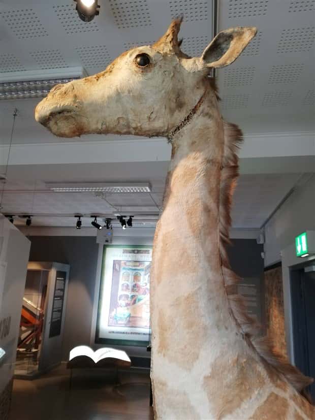 Terrible Taxidermy Fails You Have To See (19 photos)