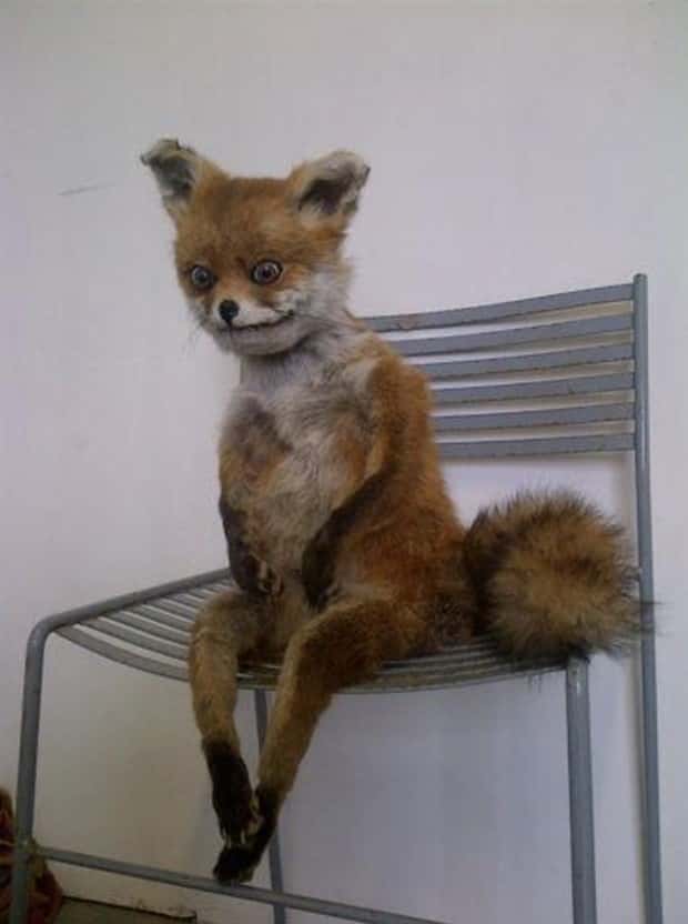 Terrible Taxidermy Fails You Have To See (19 photos)