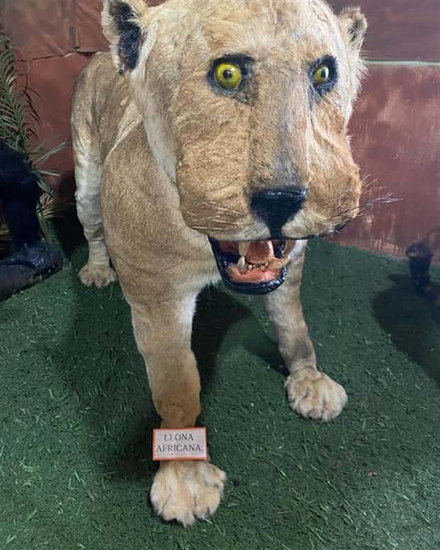 Terrible Taxidermy Fails You Have To See (19 photos)