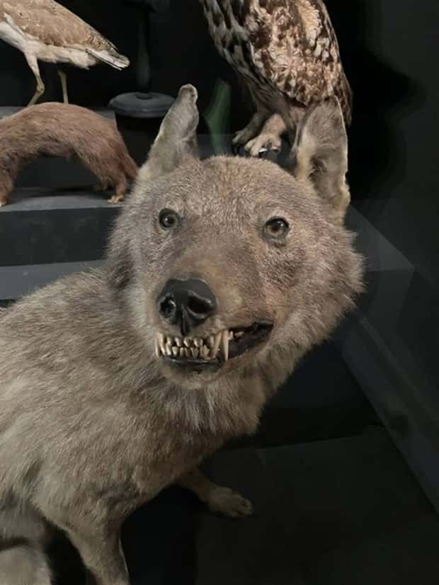 Terrible Taxidermy Fails You Have To See (19 photos)