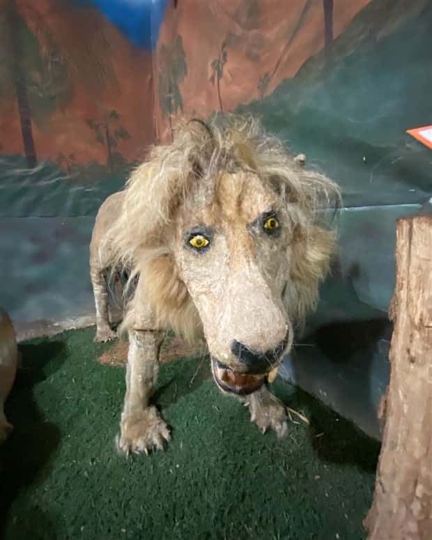 Terrible Taxidermy Fails You Have To See (19 photos)