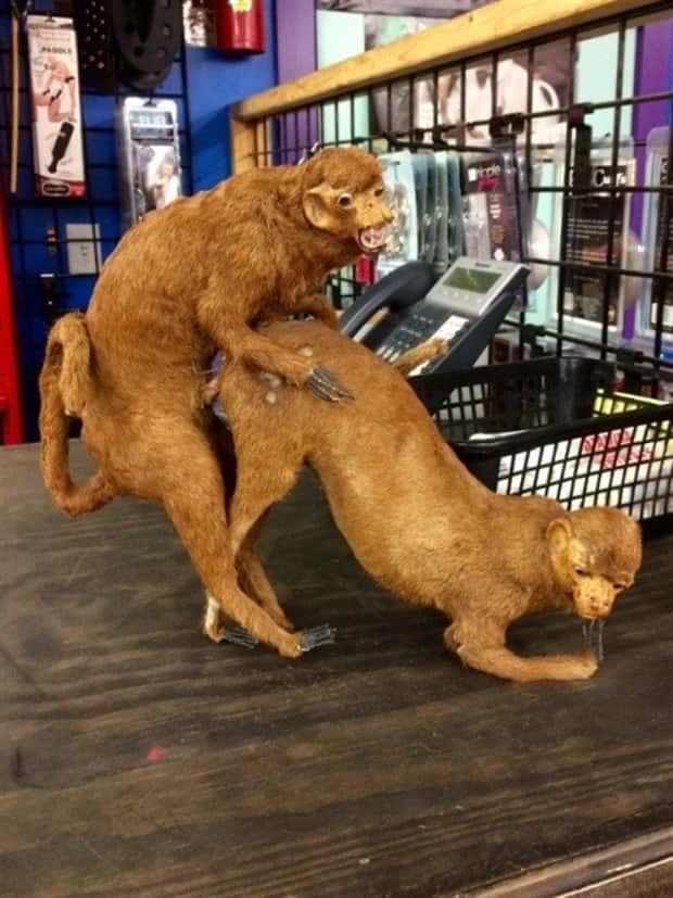 thrift store things 6 Strange Things Found in Thrift Stores #36 (22 photos)