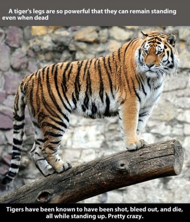 tiger facts 1 Little Known Tiger Facts Worth Reading Today (22 photos)