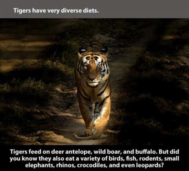 tiger facts 10 Little Known Tiger Facts Worth Reading Today (22 photos)