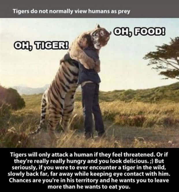 tiger facts 11 Little Known Tiger Facts Worth Reading Today (22 photos)