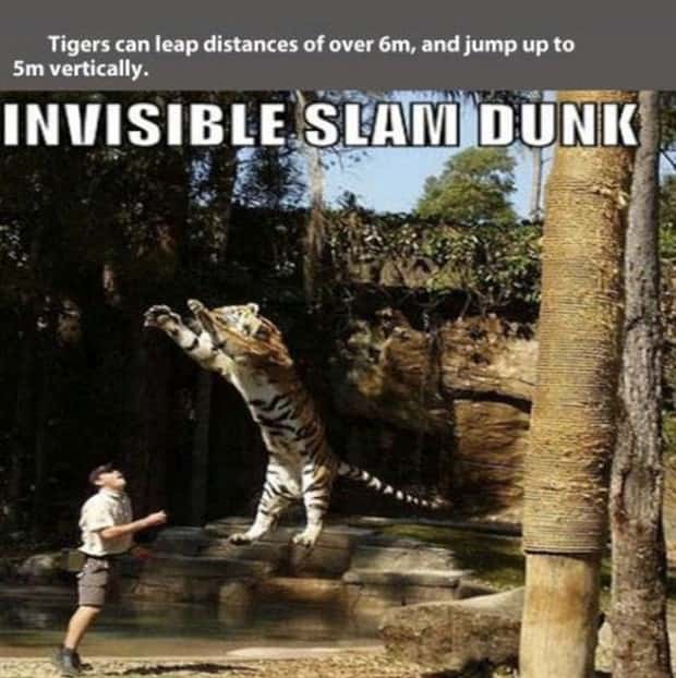 tiger facts 12 Little Known Tiger Facts Worth Reading Today (22 photos)