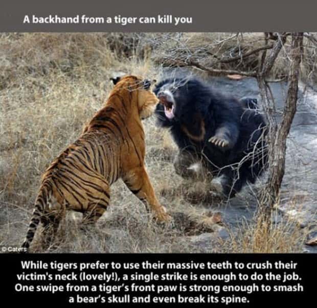 tiger facts 13 Little Known Tiger Facts Worth Reading Today (22 photos)