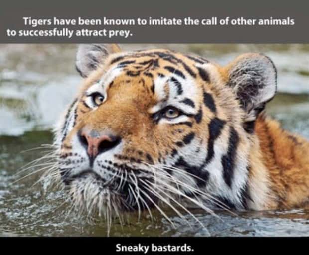 tiger facts 14 Little Known Tiger Facts Worth Reading Today (22 photos)