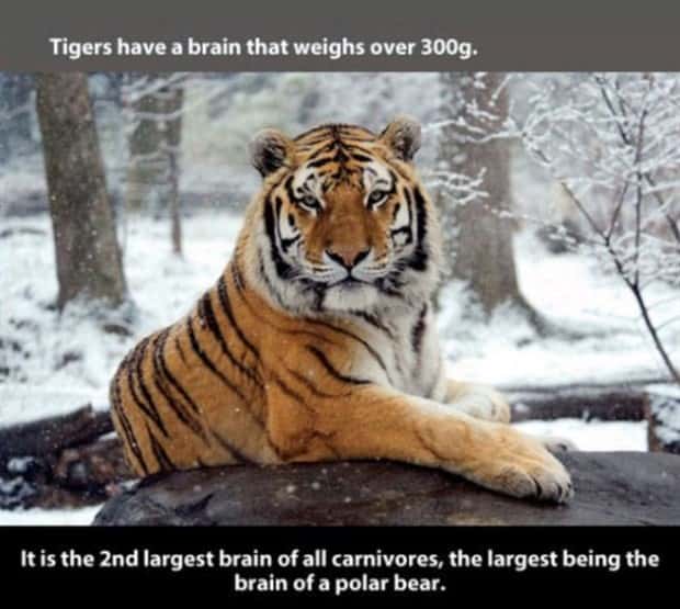 tiger facts 15 Little Known Tiger Facts Worth Reading Today (22 photos)